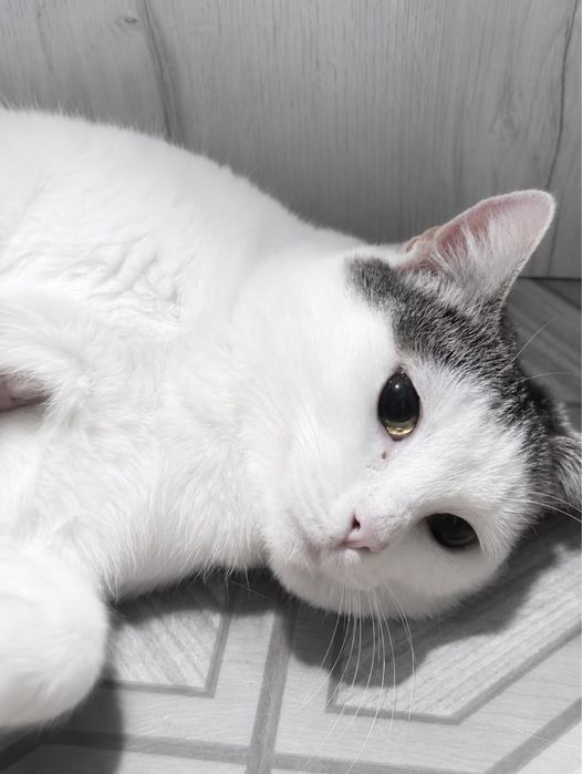Ласковая кошка Бесплатно