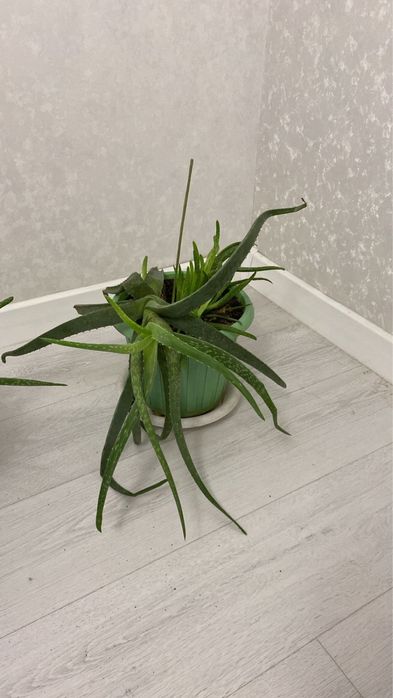 Алоэ продам с горшком
