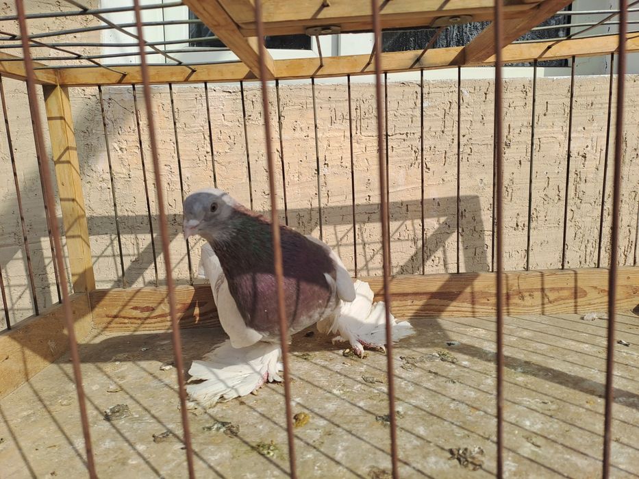 Голубь молодой ,на гребле