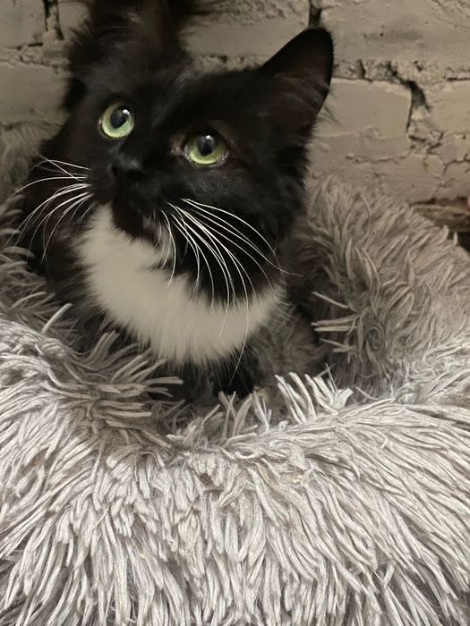 Кошечку Мусю в добрые руки