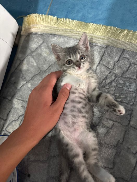 Отдам котенка в добрые руки