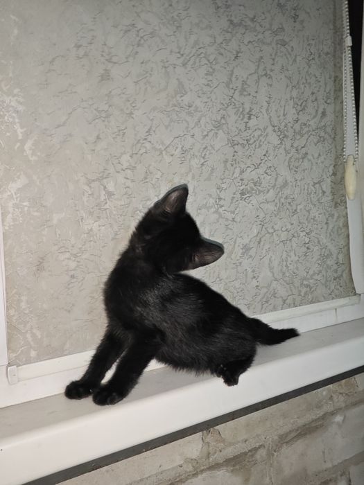 Отдам котят в хорошие руки