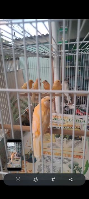 Продаётся молодые канарейки