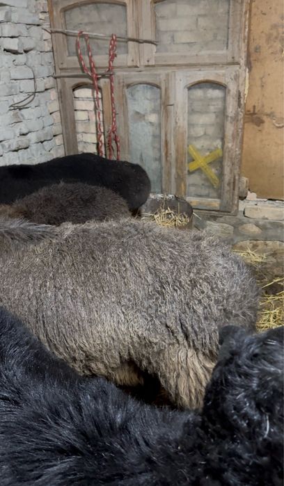 йош кучкор барралар сотилади, 2 йошлигилари хам бор, сифат ало, согом