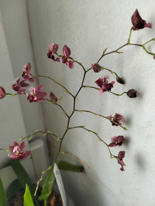 Орхидея онцидиум темный цвет