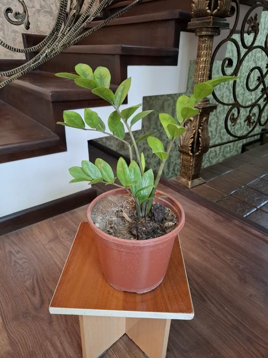 Замиокулькас.  Продаётся