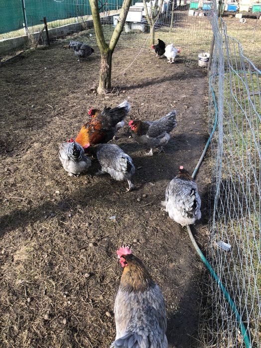 Vand oua marans și ameraucana