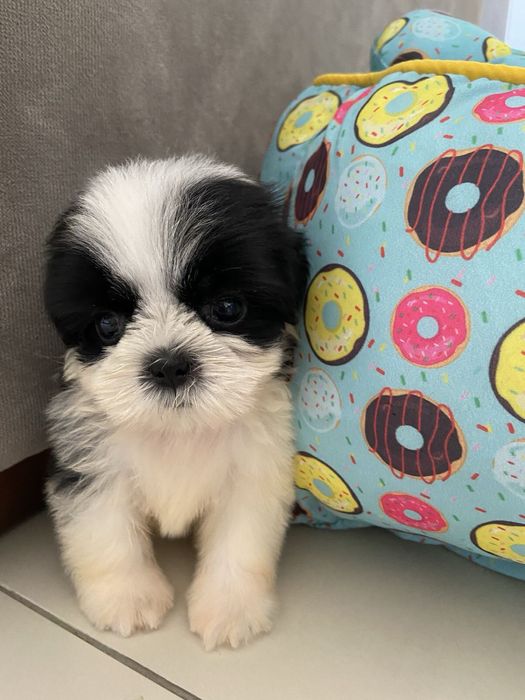 Shih Tzu Mini Toy