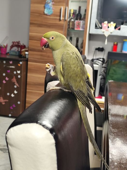 Papagal Micul Alexandru ,blând + colivie