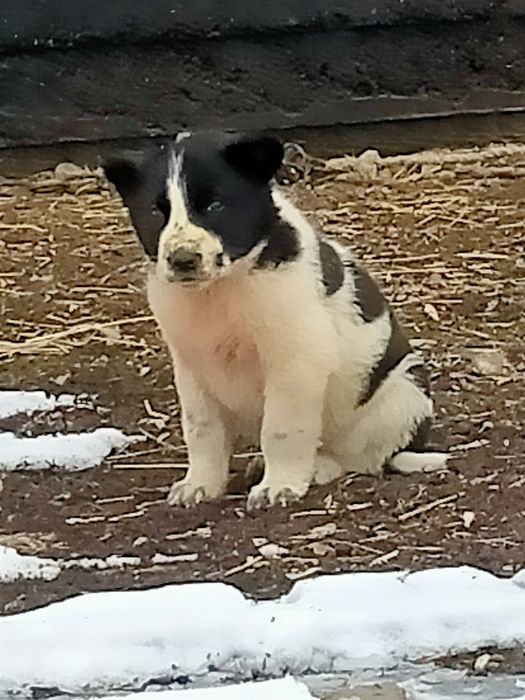 Төбет күшіктер сатылады