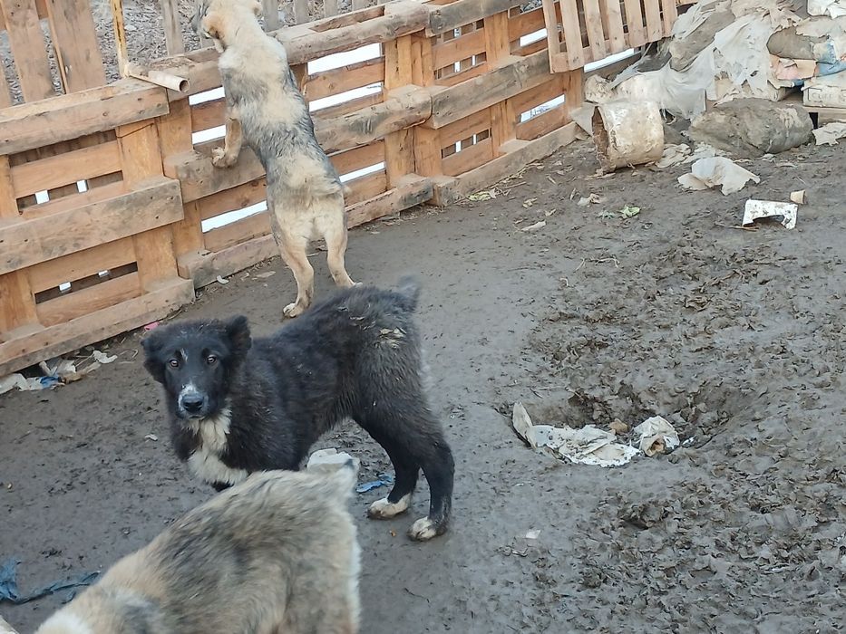 Таза тобет кушиктер.