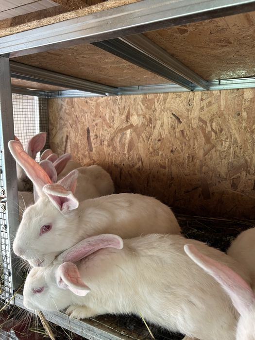 Зайци за месо и разплод