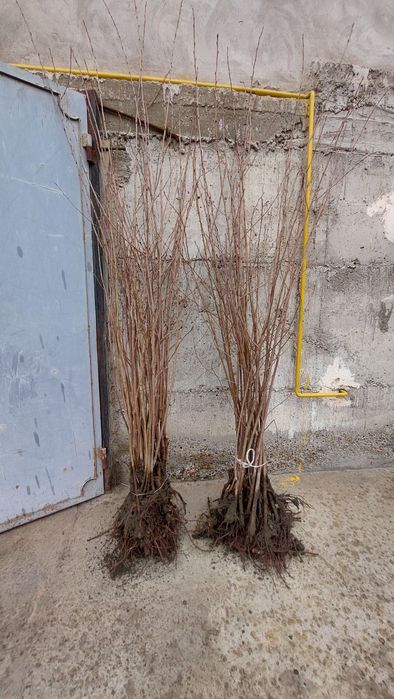 Местный гилос нихоллари сотилади