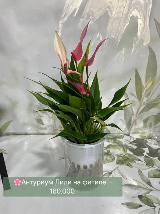 Женское счастье, калатея и др