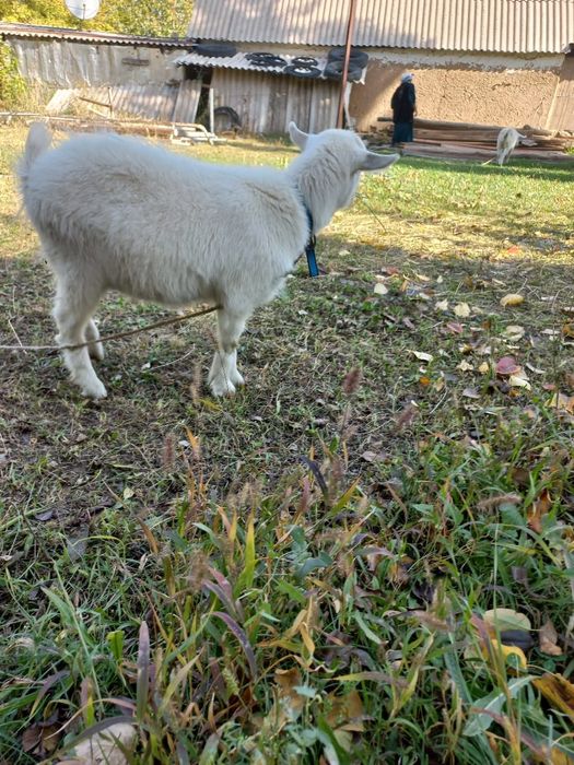 Ешкі сатылады. Бағасы келісімді