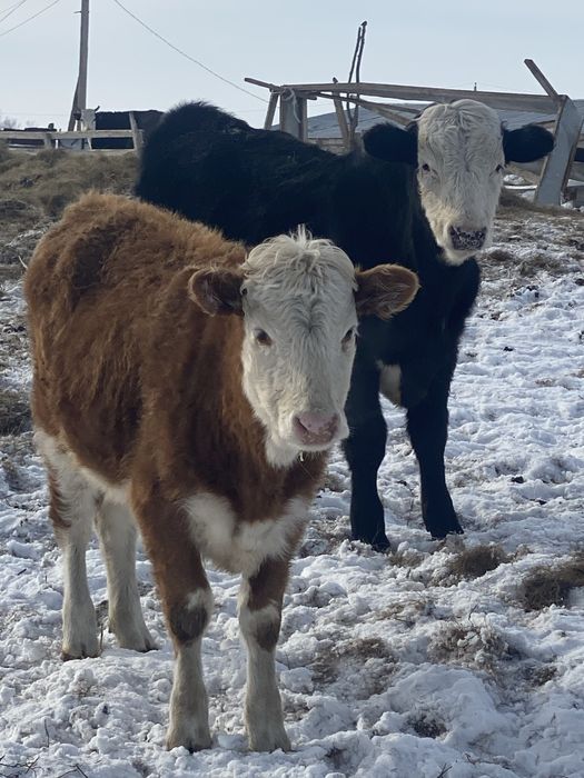 4 еркек бука баспак сатамын