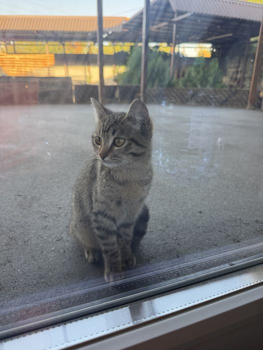Котята бесплатно