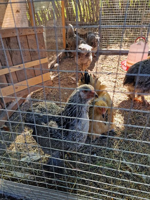 Продам Ломан браун и Брамов