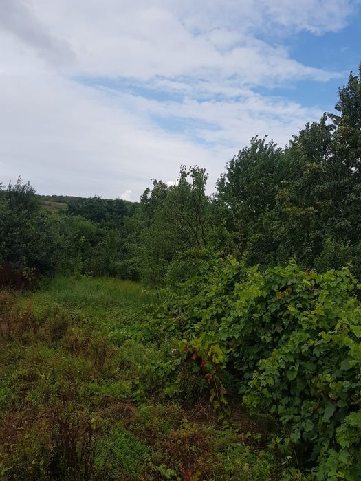 Vând 2500  de metri de teren intravilan în Iași