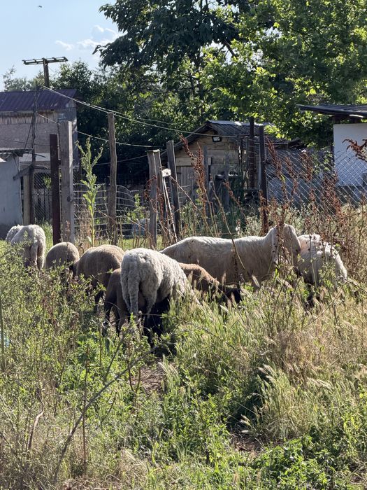 Se vinde 4 ori rasă sârbesti