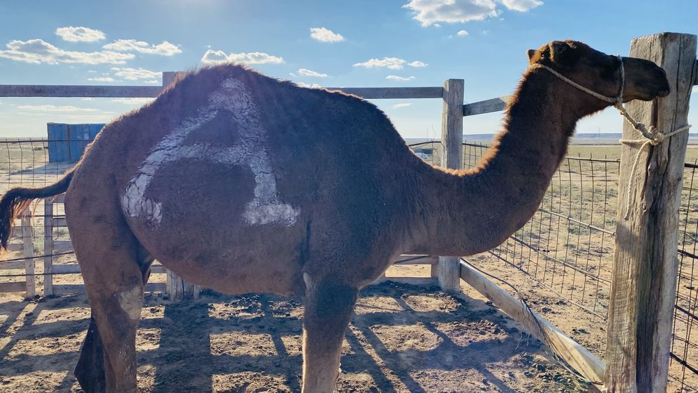 Түйелер сатылады