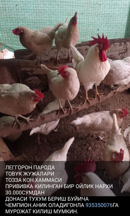 Шу товук жужалар ЛЕГГОРН ПАРОДА