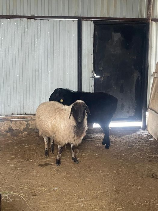 Тоқтты Қой Қошқар үш бас сатылады