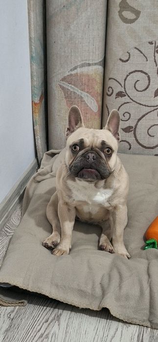 Френски Булдог , женско  на 1 г