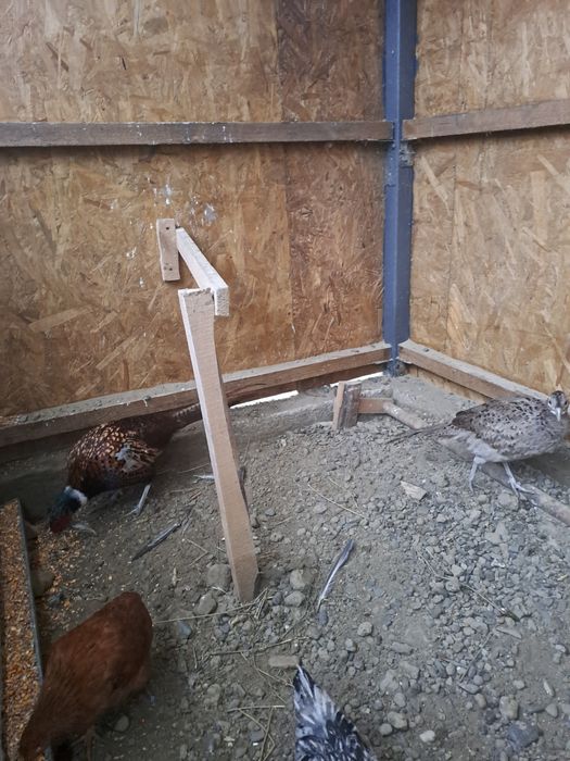 Vând iepuri berbec  german și fazani