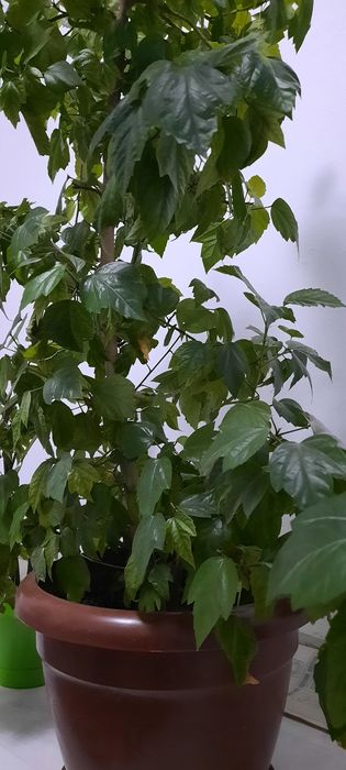 Продаётся китайская роза..