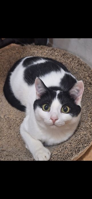 Бесплатно котик!