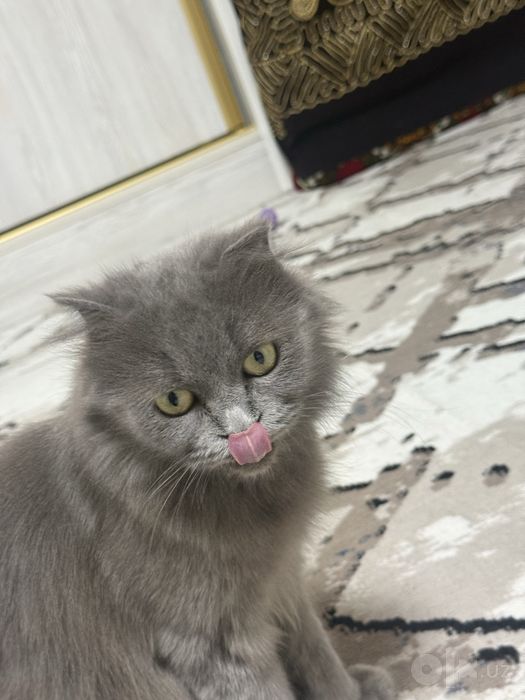 Скотиш фолд sotiladi