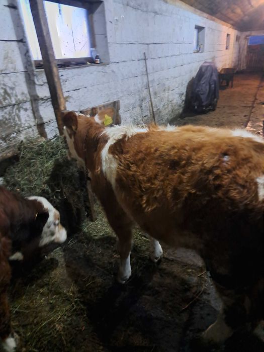 Vând  vițea  băltată