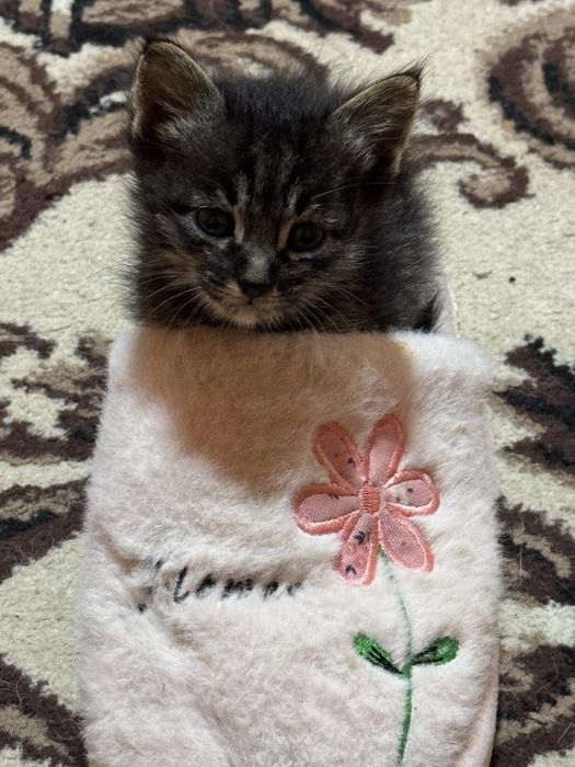 БЕСПЛАТНО отдаю котенка