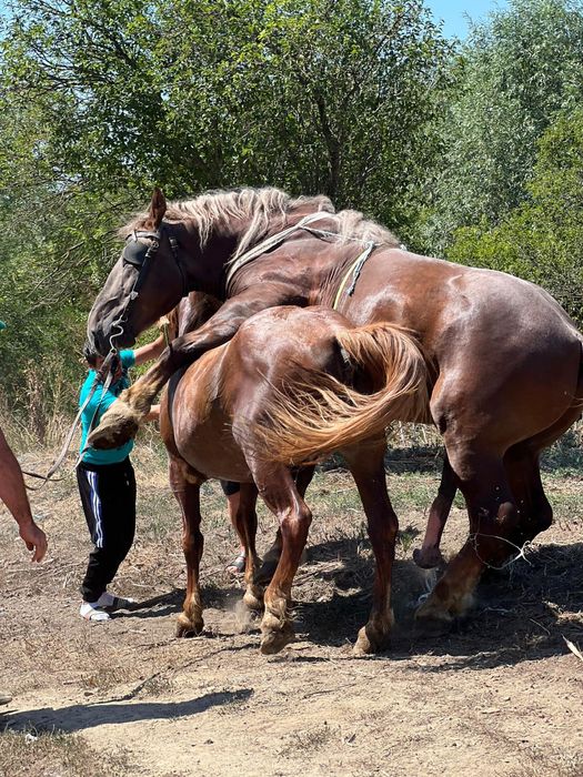 Armăsar de vânzare
