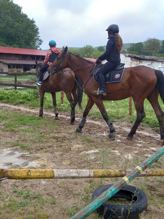 cai de vanzare frumosi in urlati