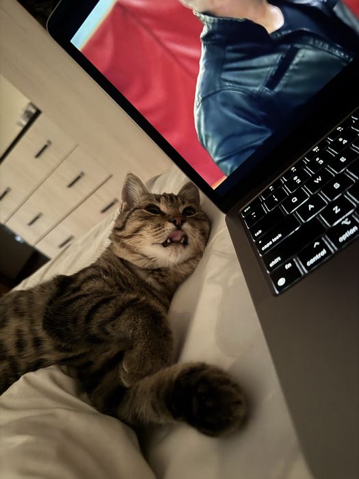 Отдам кота в добрые руки