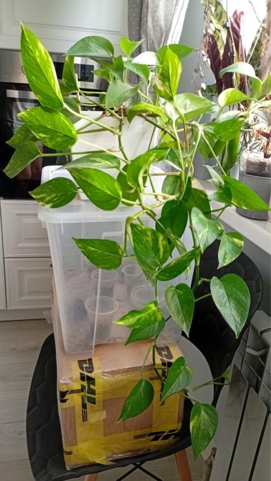 Эпипремнум вариегатный