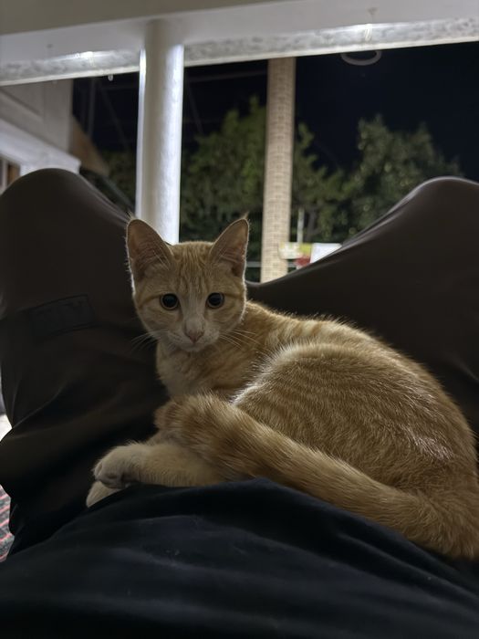 Кот отдам в хорошие руки
