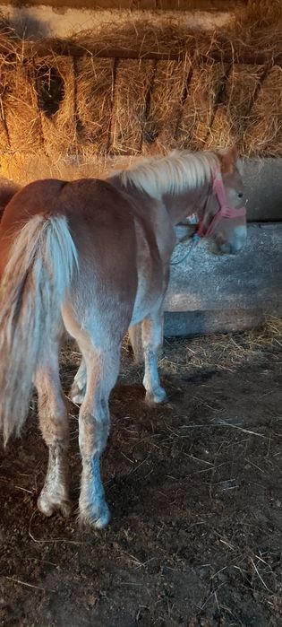 Manz de vanzare  Pancota Arad