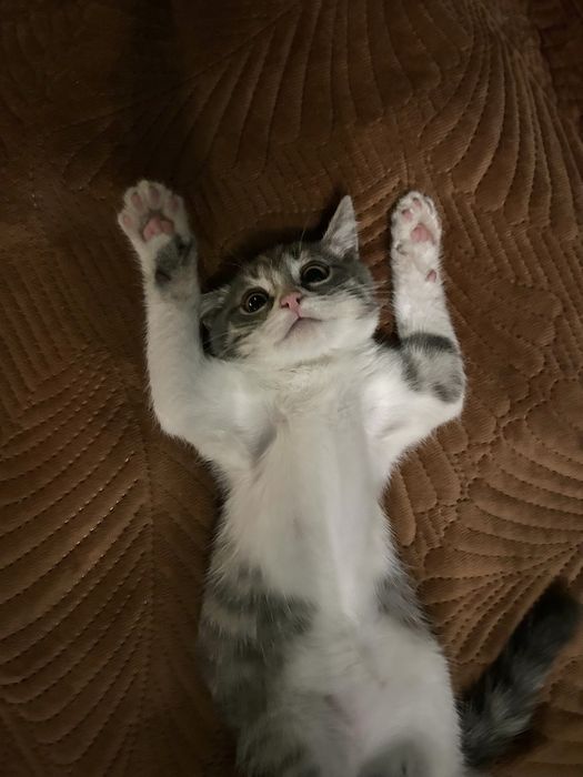 Котёнок в добрые руки