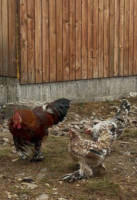 De vanzare mii de flori