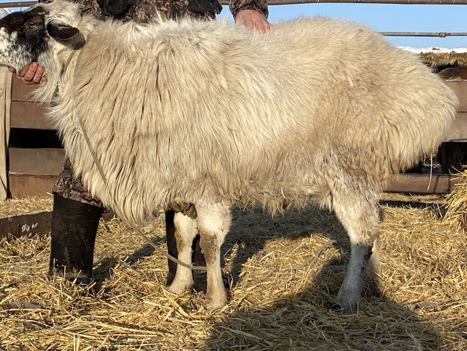 Продам барана 290000