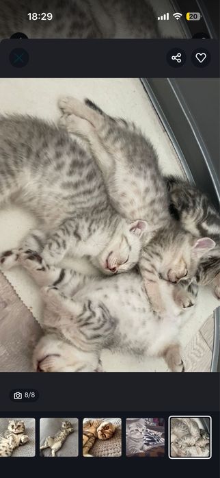 Вязка шотланский кот