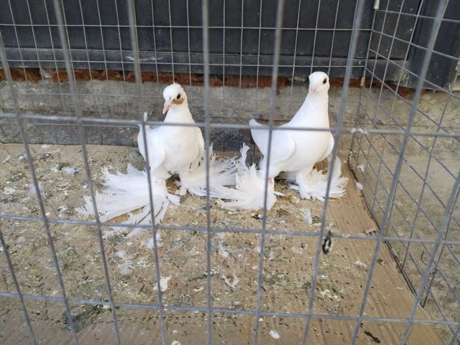 Голуби С/К Персы