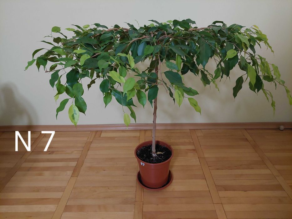 Продавам фикуси бенджамин 25-65 лв.