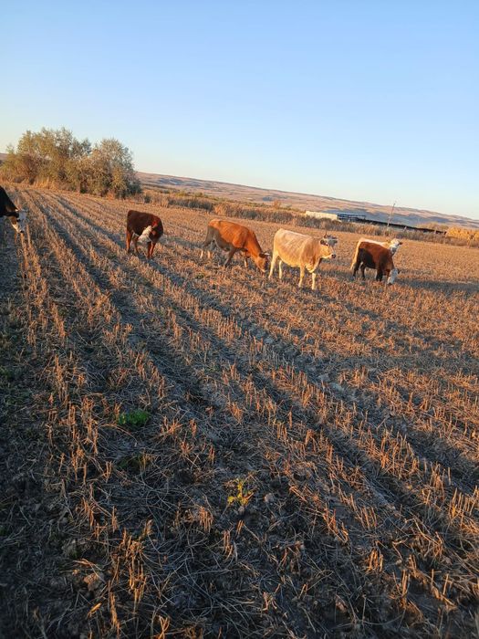 Сиырлар сатылады
