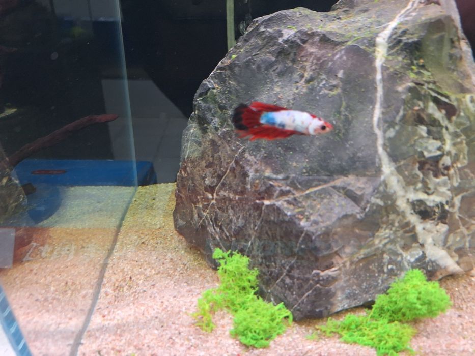 Петушки аквариумные рыбки