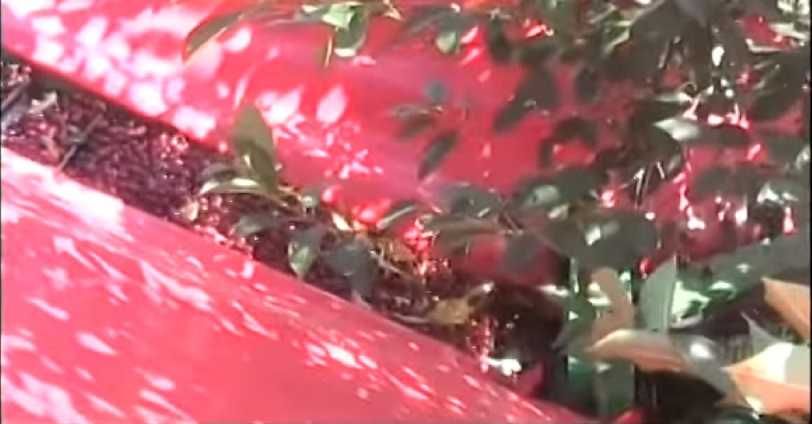 Utilaj recoltat prune, cirese, visine, alune, nuci, migdale