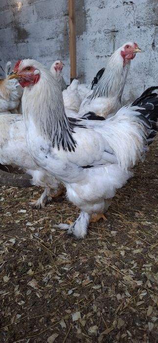 Куры брамы светлые и темные